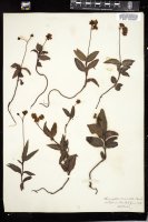 Thumbnail for <i>Chimaphila maculata</i> <i></i> …