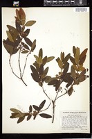 Thumbnail for <i>Kalmia angustifolia</i> <i></i> …