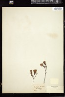 Thumbnail for <i>Kalmia buxifolia</i> <i></i> …