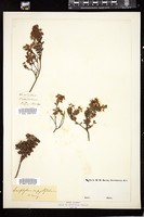 Thumbnail for <i>Kalmia buxifolia</i> <i></i> …