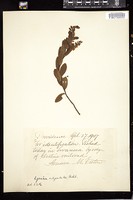 Thumbnail for <i>Chamaedaphne calyculata</i> <i></i> …