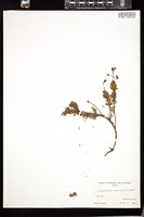 Thumbnail for <i>Phyllodoce caerulea</i> <i></i> …
