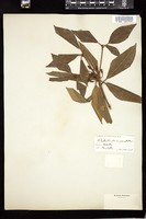Thumbnail for <i>Rhododendron minus</i> <i></i> …
