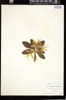 Thumbnail for <i>Rhododendron occidentale</i> <i></i> …