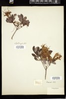 Thumbnail for <i>Rhododendron </i> <i></i>