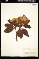 Thumbnail for <i>Rhododendron macrophyllum</i> <i></i> …