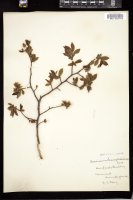 Thumbnail for <i>Vaccinium pensylvanicum</i> <i></i> …