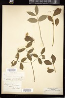 Thumbnail for <i>Euonymus americanus</i> <i></i> …