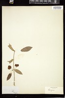 Thumbnail for <i>Euonymus angustifolius</i> <i></i> …