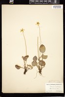Thumbnail for <i>Parnassia caroliniana</i> <i></i> …