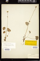 Thumbnail for <i>Parnassia fimbriata</i> <i></i> …
