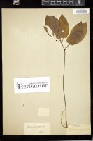 Thumbnail for <i>Croomia pauciflora</i> <i></i> …