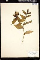 Thumbnail for <i>Uvularia grandiflora</i> <i></i> …