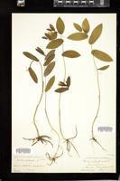 Thumbnail for <i>Uvularia perfoliata</i> <i></i> …