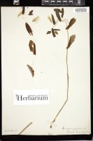 Thumbnail for <i>Uvularia perfoliata</i> <i></i> …