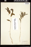 Thumbnail for <i>Uvularia sessilifolia</i> <i></i> …