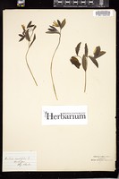 Thumbnail for <i>Uvularia sessilifolia</i> <i></i> …