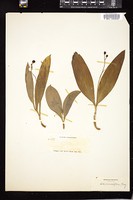 Thumbnail for <i>Clintonia uniflora</i> <i></i> …