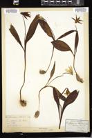 Thumbnail for <i>Erythronium albidum</i> <i></i> …