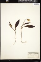 Thumbnail for <i>Erythronium americanum</i> <i></i> …