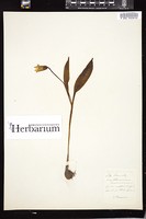 Thumbnail for <i>Erythronium americanum</i> <i></i> …