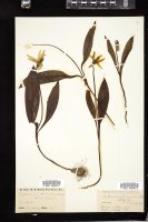 Thumbnail for <i>Erythronium americanum</i> <i></i> …