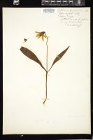 Thumbnail for <i>Erythronium americanum</i> <i></i> …