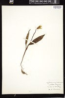 Thumbnail for <i>Erythronium americanum</i> <i></i> …