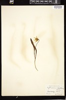 Thumbnail for <i>Erythronium mesochoreum</i> <i></i> …