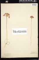 Thumbnail for <i>Allium acuminatum</i> <i></i> …