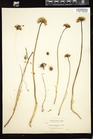 Thumbnail for <i>Allium amplectens</i> <i></i> …