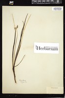Thumbnail for <i>Allium canadense</i> <i></i> …
