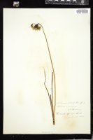 Thumbnail for <i>Allium cernuum</i> <i></i> …