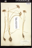 Thumbnail for <i>Allium geyeri</i> <i></i> …