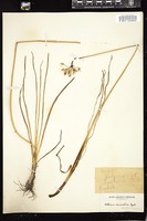 Thumbnail for <i>Allium cernuum</i> <i></i> …