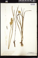 Thumbnail for <i>Allium </i> <i></i>