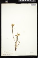 Thumbnail for <i>Zephyranthes drummondii</i> <i></i> …