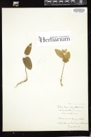 Thumbnail for <i>Maianthemum canadense</i> <i></i> …