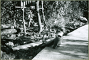 Thumbnail for Coati-mundi: <small> raccoon-like …