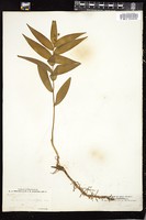 Thumbnail for <i>Smilacina sessilifolia</i> <i></i> …