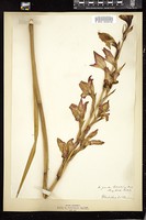 Thumbnail for <i>Gladiolus dalenii</i> <i></i> …