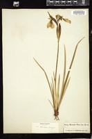 Thumbnail for <i>Iris tenax</i> <i></i> …