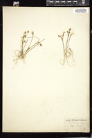 Thumbnail for <i>Sisyrinchium albidum</i> <i></i> …