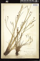 Thumbnail for <i>Sisyrinchium anceps</i> <i></i> …