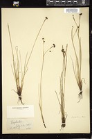 Thumbnail for <i>Sisyrinchium atlanticum</i> <i></i> …