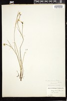 Thumbnail for <i>Sisyrinchium atlanticum</i> <i></i> …