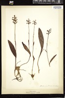 Thumbnail for <i>Platanthera clavellata</i> <i></i> …
