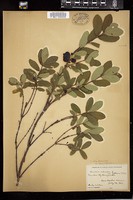 Thumbnail for <i>Lonicera caerulea</i> <i></i> …