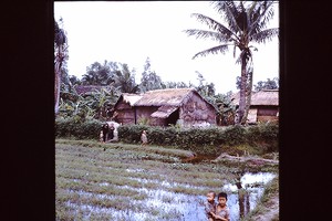 Thumbnail for Rural rice paddy …