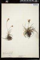 Thumbnail for <i>Tillandsia recurvata</i> <i></i> …